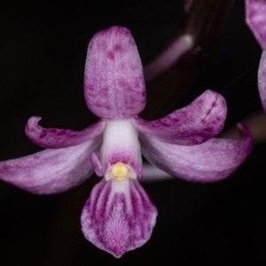 Dipodium roseum at Crace, ACT - suppressed