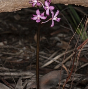 Dipodium roseum at Crace, ACT - suppressed