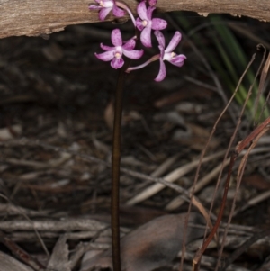 Dipodium roseum at Crace, ACT - 25 Mar 2020