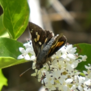 Trapezites phigalioides at Theodore, ACT - 20 Nov 2019 12:26 PM