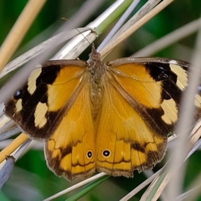 Heteronympha merope (Common Brown Butterfly) at Melba, ACT - 30 Mar 2020 by Kurt