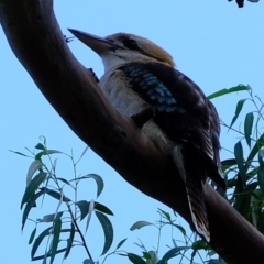 Dacelo novaeguineae (Laughing Kookaburra) at Melba, ACT - 30 Mar 2020 by Kurt