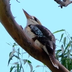 Dacelo novaeguineae at Melba, ACT - 30 Mar 2020 01:17 PM