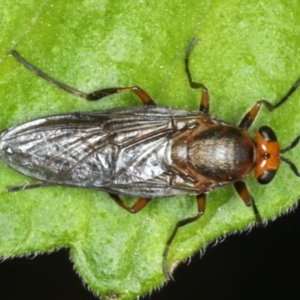 Inopus rubriceps at Ainslie, ACT - 29 Mar 2020