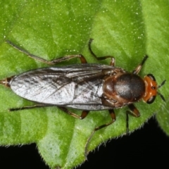 Inopus rubriceps at Ainslie, ACT - 29 Mar 2020