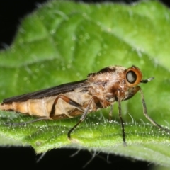 Inopus rubriceps at Ainslie, ACT - 29 Mar 2020