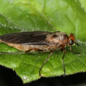 Inopus rubriceps at Ainslie, ACT - 29 Mar 2020