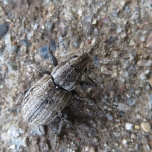 Naupactus leucoloma at Flynn, ACT - 29 Mar 2020 05:40 PM