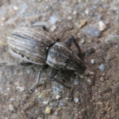 Naupactus leucoloma at Flynn, ACT - 29 Mar 2020