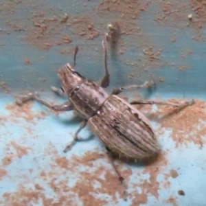 Naupactus leucoloma at Flynn, ACT - 29 Mar 2020 05:40 PM