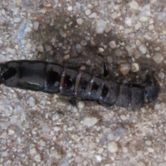 Anisolabididae (family) at Flynn, ACT - 30 Mar 2020