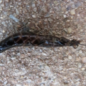 Anisolabididae (family) at Flynn, ACT - 30 Mar 2020