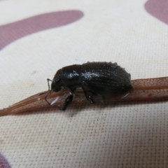 Atrichonotus sordidus (Flores Weevil) at Flynn, ACT - 30 Mar 2020 by Christine