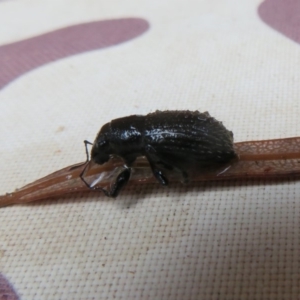 Atrichonotus sordidus at Flynn, ACT - 30 Mar 2020