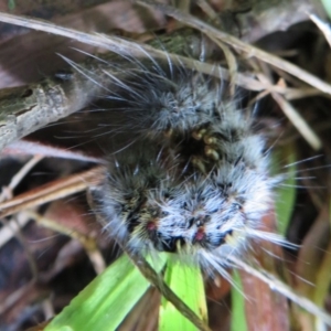 Anthela ocellata at Flynn, ACT - 30 Mar 2020