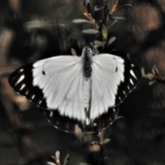 Belenois java (Caper White) at Namadgi National Park - 30 Mar 2020 by JohnBundock