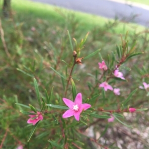 Crowea exalata at Tura Beach, NSW - suppressed