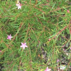 Crowea exalata at Tura Beach, NSW - suppressed