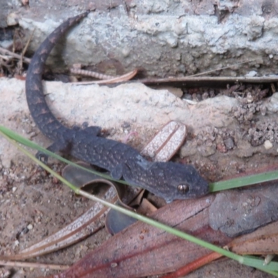 Christinus marmoratus (Southern Marbled Gecko) at Flynn, ACT - 30 Mar 2020 by Christine