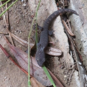 Christinus marmoratus at Flynn, ACT - 30 Mar 2020