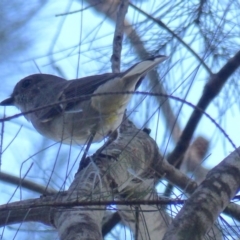 Pachycephala pectoralis (Golden Whistler) at Black Range, NSW - 30 Mar 2020 by MatthewHiggins