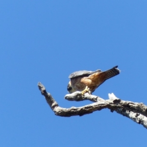 Falco longipennis at Black Range, NSW - 30 Mar 2020