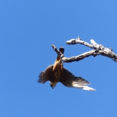 Falco longipennis at Black Range, NSW - 30 Mar 2020