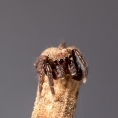 Salticidae (family) (Jumping spider) at Macgregor, ACT - 30 Mar 2020 by Roger