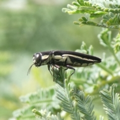 Agrilus hypoleucus (Hypoleucus jewel beetle) at Tuggeranong Hill - 29 Mar 2020 by Owen