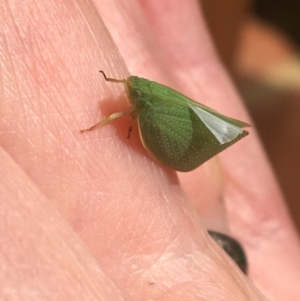 Siphanta acuta at Hughes, ACT - 28 Mar 2020 01:04 PM