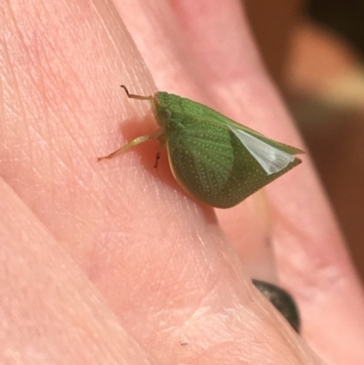 Siphanta acuta (Green planthopper, Torpedo bug) at Hughes, ACT - 28 Mar 2020 by Linden
