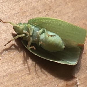 Siphanta acuta at Hughes, ACT - 28 Mar 2020 01:04 PM