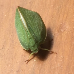 Siphanta acuta at Hughes, ACT - 28 Mar 2020 01:04 PM