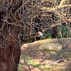 Petroica boodang (Scarlet Robin) at Red Hill Nature Reserve - 30 Mar 2020 by LisaH
