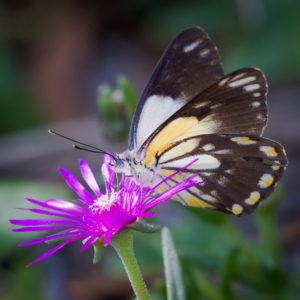 Belenois java at Kambah, ACT - 30 Mar 2020 03:45 PM