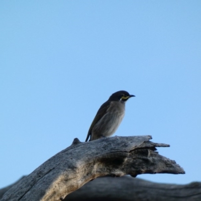 Caligavis chrysops (Yellow-faced Honeyeater) at Deakin, ACT - 30 Mar 2020 by Ct1000