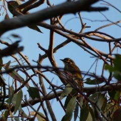 Caligavis chrysops at Deakin, ACT - 30 Mar 2020