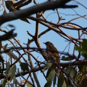 Caligavis chrysops at Deakin, ACT - 30 Mar 2020