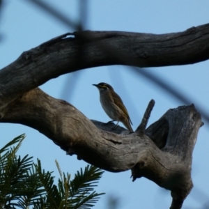 Caligavis chrysops at Deakin, ACT - 30 Mar 2020