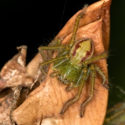 Sparassidae (family) (A Huntsman Spider) at Bruce Ridge to Gossan Hill - 9 Feb 2019 by Bron