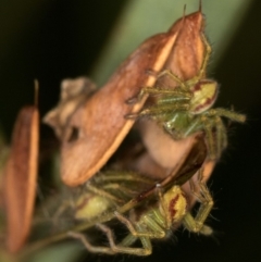 Sparassidae (family) at Bruce, ACT - 10 Feb 2019