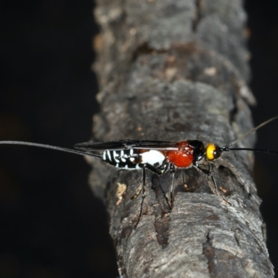 Braconidae (family) (Unidentified braconid wasp) at Mount Ainslie - 29 Mar 2020 by jbromilow50