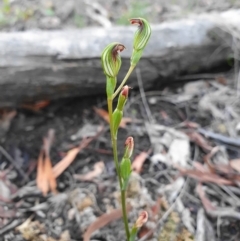 Speculantha rubescens (Blushing Tiny Greenhood) at Acton, ACT - 30 Mar 2020 by shoko