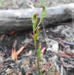 Speculantha rubescens (Blushing Tiny Greenhood) at Point 5812 - 30 Mar 2020 by shoko