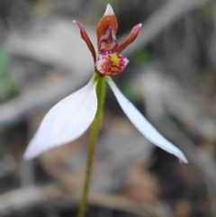 Eriochilus cucullatus (Parson's Bands) at Hackett, ACT - 30 Mar 2020 by shoko