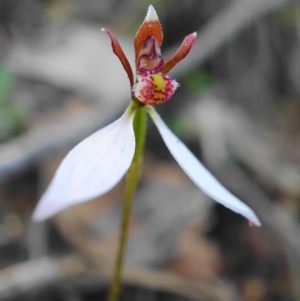 Eriochilus cucullatus at Hackett, ACT - suppressed