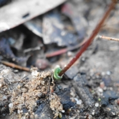 Eriochilus cucullatus at Hackett, ACT - 30 Mar 2020