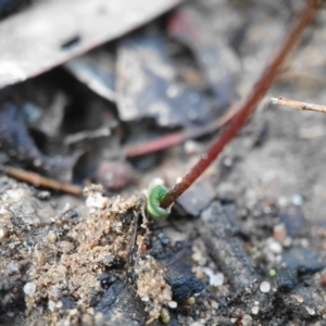 Eriochilus cucullatus at Hackett, ACT - 30 Mar 2020