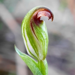 Speculantha rubescens at Hackett, ACT - suppressed