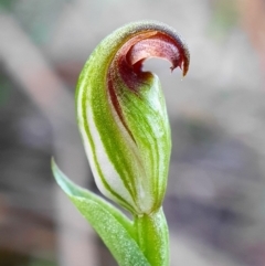 Speculantha rubescens (Blushing Tiny Greenhood) at Black Mountain - 30 Mar 2020 by shoko